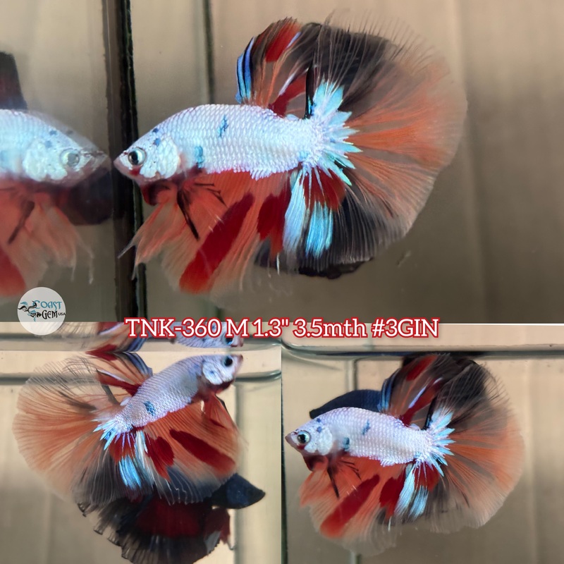 Live Male Betta Candy Sweet colors Halfmoon (TNK-360) S050 High quality What you see what you get!