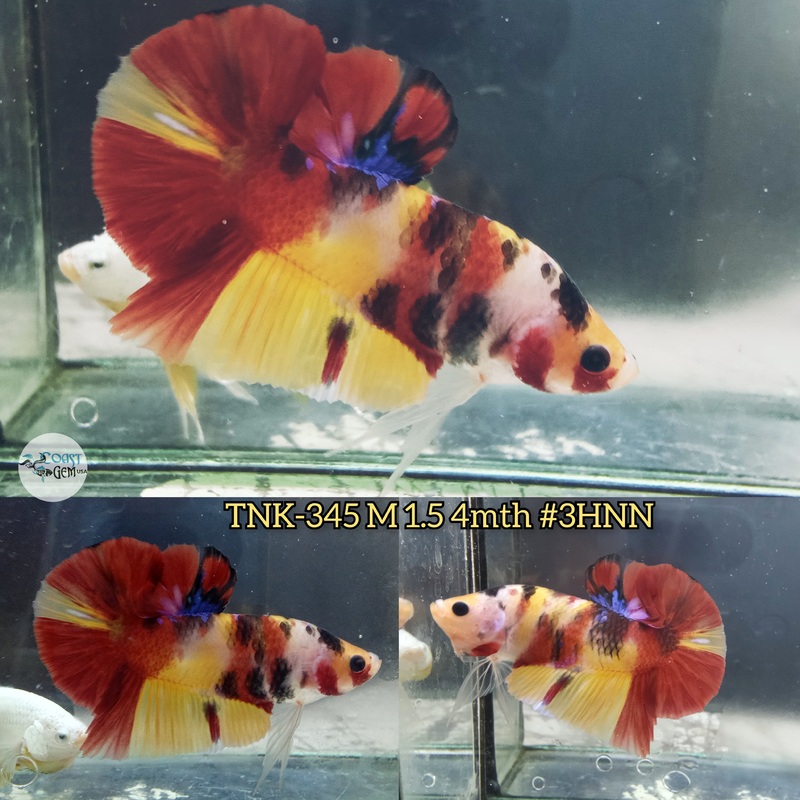 Live Male Betta Classic Red Yellow Koi Plakad (TNK-345)  High quality what you see what you get!!
