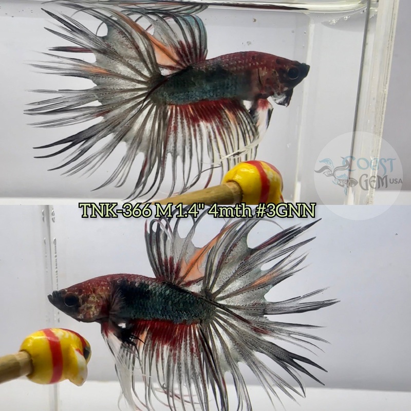 Live Male Betta Copper Fancy koi Crowntail (TNK-366) S113 High quality What you see what you get!
