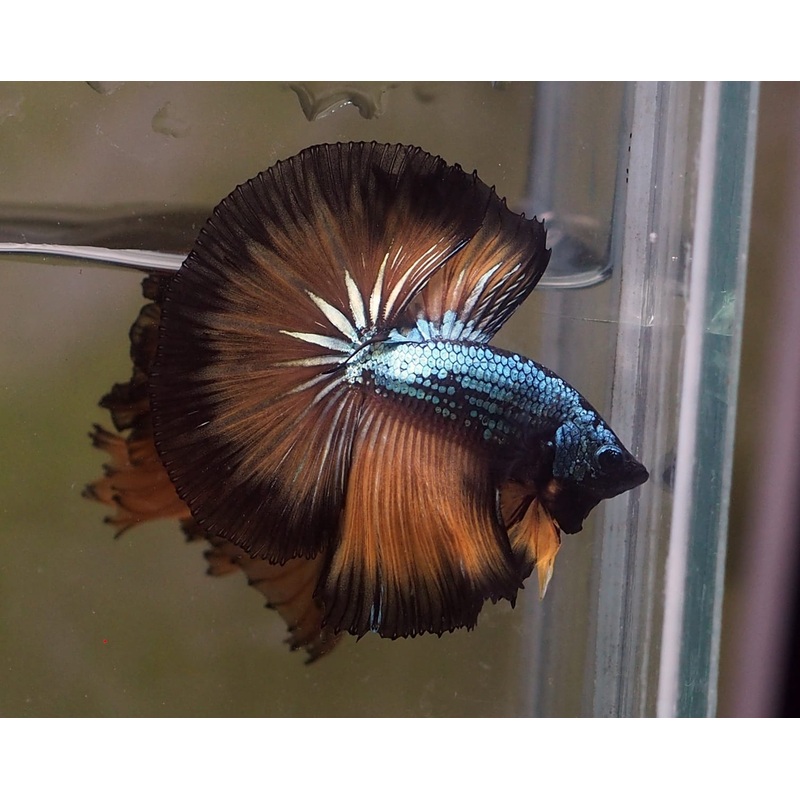 Live Male Betta Copper Yellow Mustard OverHalfmoon (MKP-529) High quality what you see what you get!!