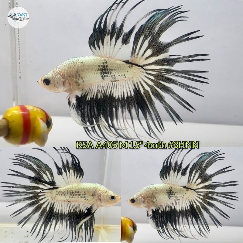 Live Male Betta Fancy Copper Metallic Crowntail (KSA-A405) High quality what you see what you get!!
