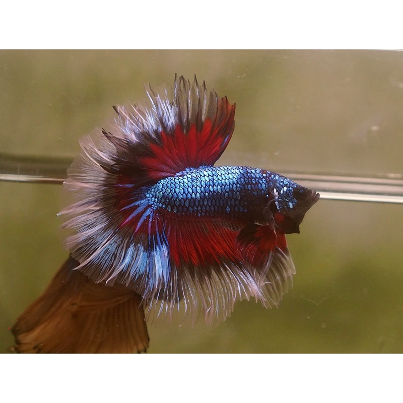 Live Male Betta Fancy Dragon Halfmoon (MKP-527) S105 High quality what you see what you get!!