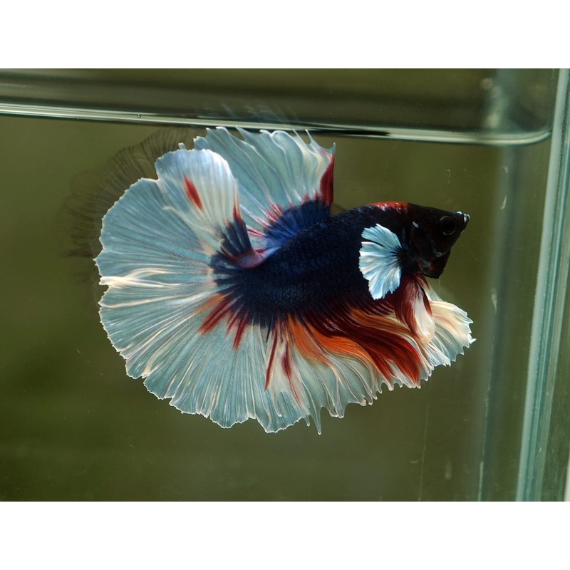 Live Male Betta Fancy koi Dumbo Halfmoon (MKP-509) High quality what you see what you get!!