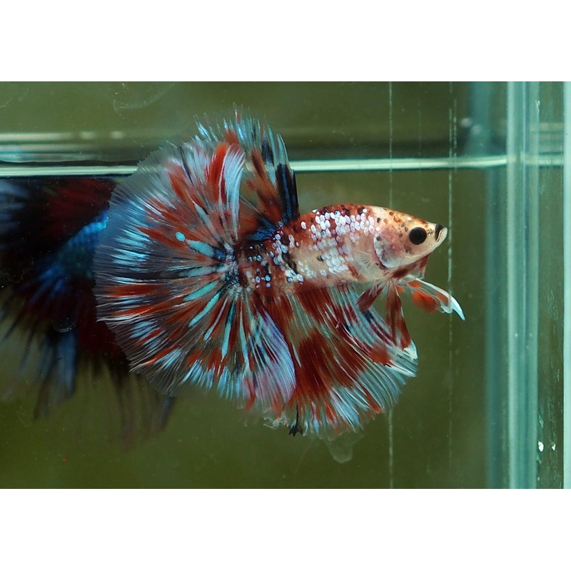 Live Male Betta Fancy Koi Metallic Halfmoon (MKP-521) S106 High quality what you see what you get!!
