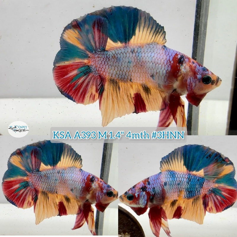Live Male Betta Fancy marble Doubletail Plakad (KSA-A393) High quality what you see what you get!!