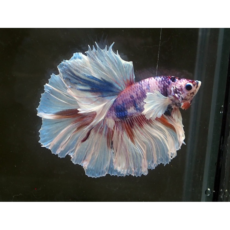 Live Male Betta Fancy marble Dumbo Halfmoon Rosetail (MKP-505) High quality what you see what you get!!