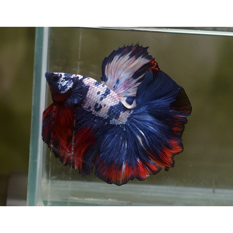 Live Male Betta Fancy marble Halfmoon (MKP-518) High quality what you see what you get!!