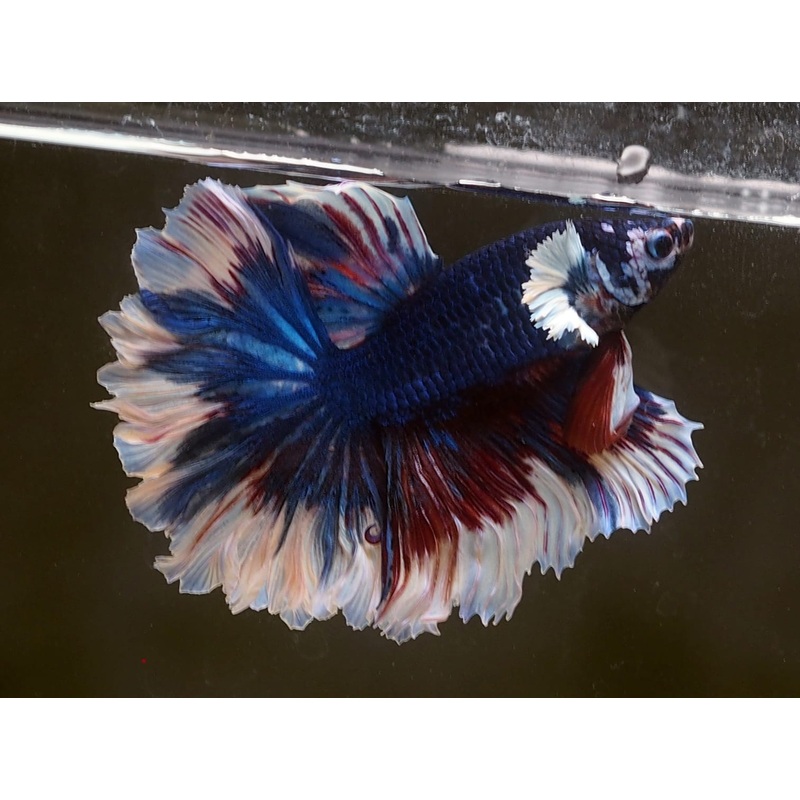 Live Male Betta Fancy marble Halfmoon rosetail (MKP-507) High quality what you see what you get!!