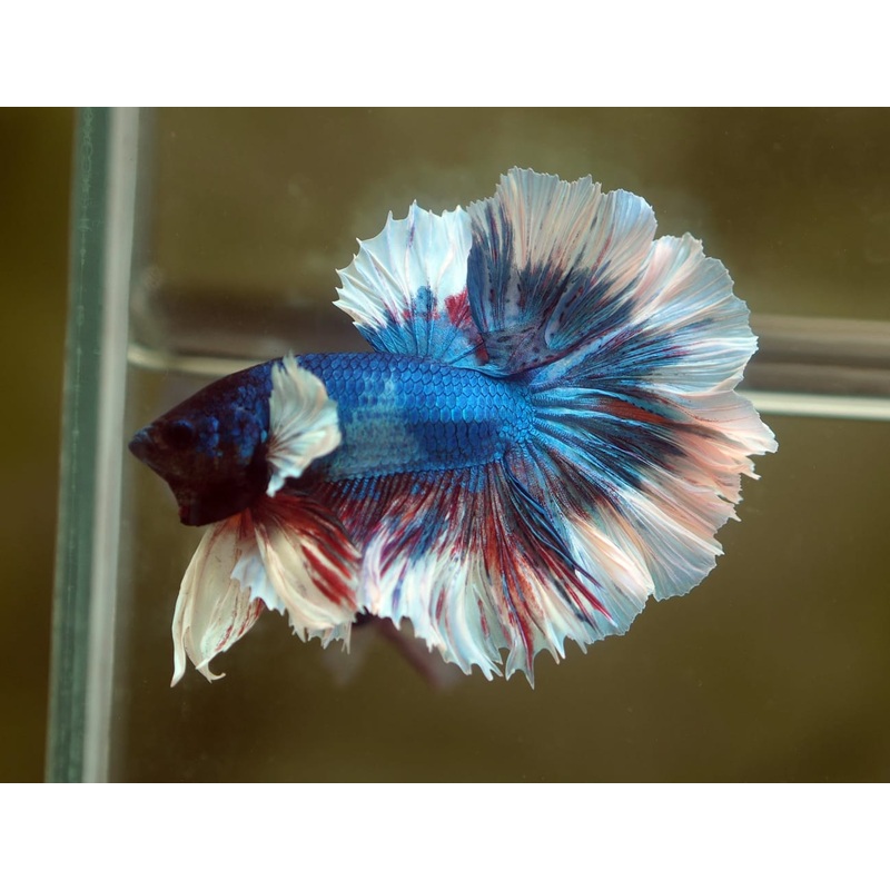 Live Male Betta Fancy marble Halfmoon Rosetail (MKP-516) S253 High quality what you see what you get!!