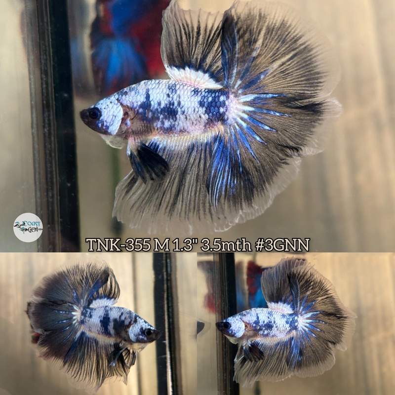 Live Male Betta Fancy Marble Halfmoon (TNK-355) S038 High quality What you see what you get!