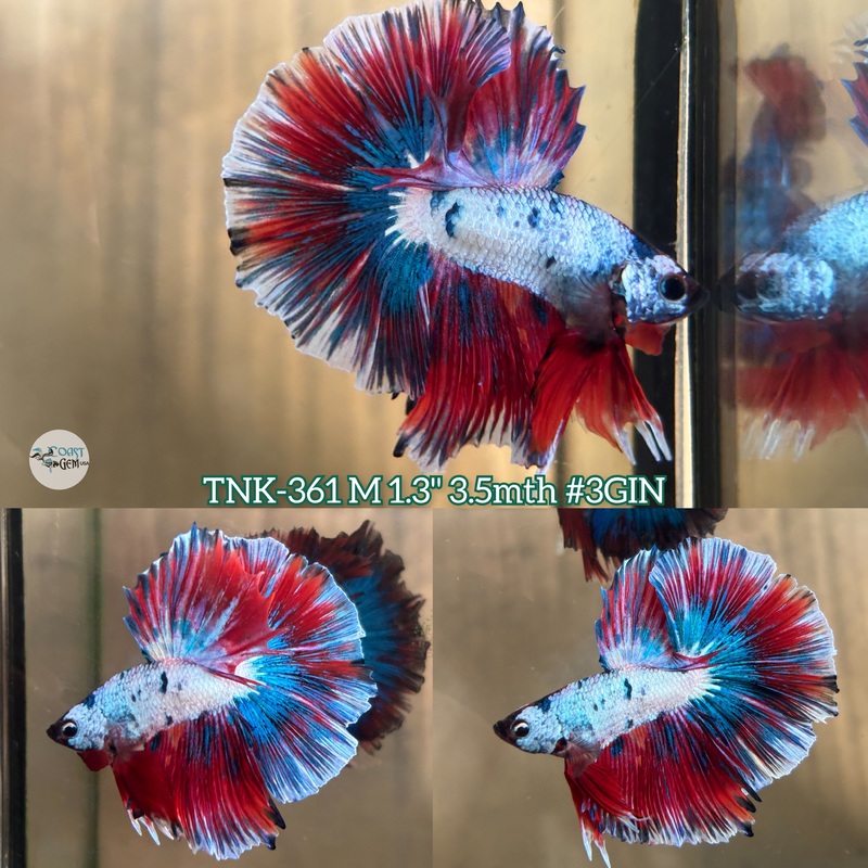 Live Male Betta Fancy marble OverHalfmoon (TNK-361) S051 High quality What you see what you get!