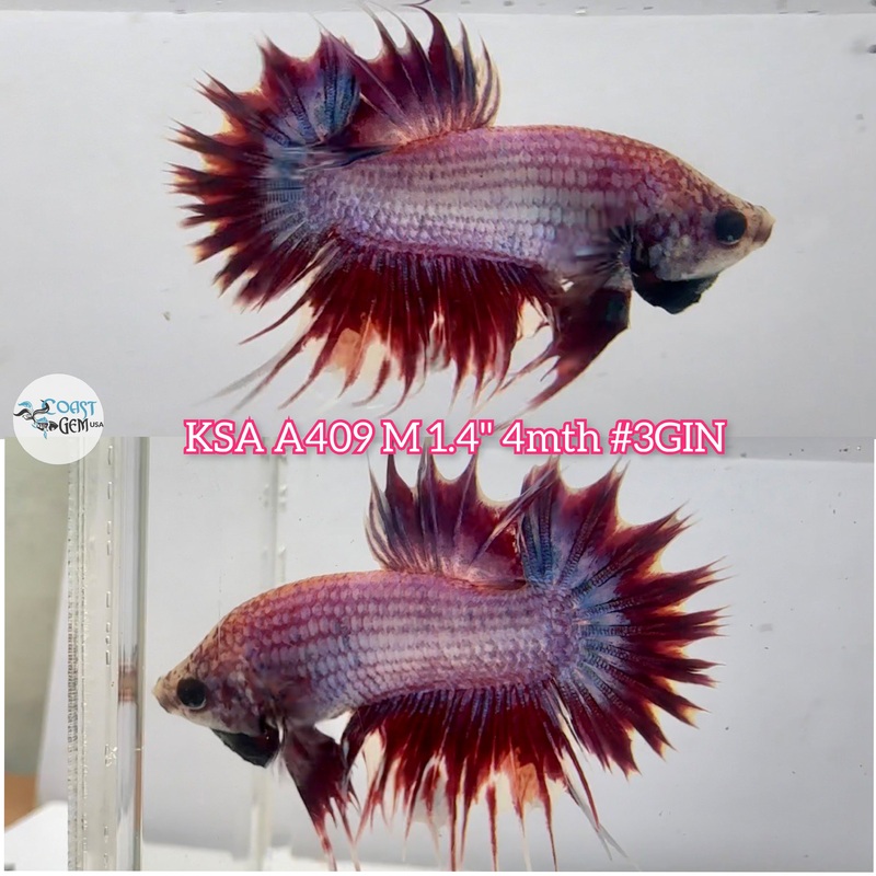 Live Male Betta Fancy Pastel Pink tone Crowntail Plakad (KSA-A409) High quality what you see what you get!!