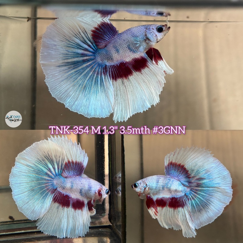 Live Male Betta Fancy Pink tone Pastel colors Halfmoon (TNK-354) S037 High quality What you see what you get!