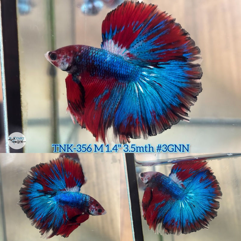 Live Male Betta Fancy Red Koi Halfmoon (TNK-356) S039 High quality What you see what you get!