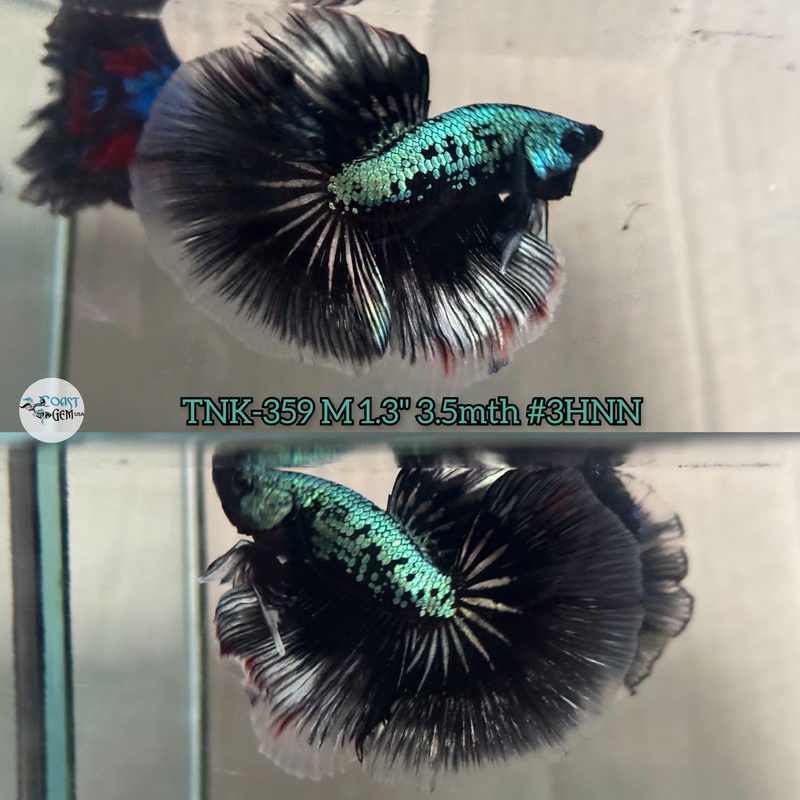 Live Male Betta Green Black mamba Halfmoon (TNK-359) High quality What you see what you get!