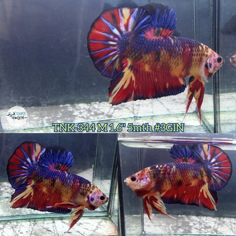Live Male Betta Nemo Emerald Plakad (TNK-344) S267 High quality what you see what you get!!