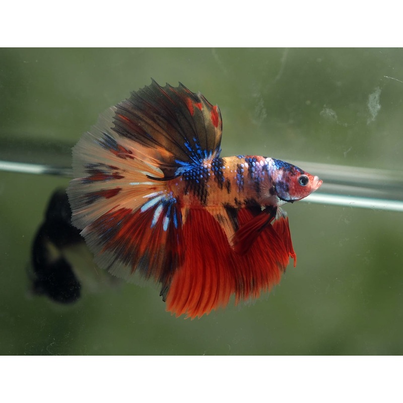 Live Male Betta Nemo Galaxy Halfmoon (MKP-508) S186 High quality what you see what you get!!