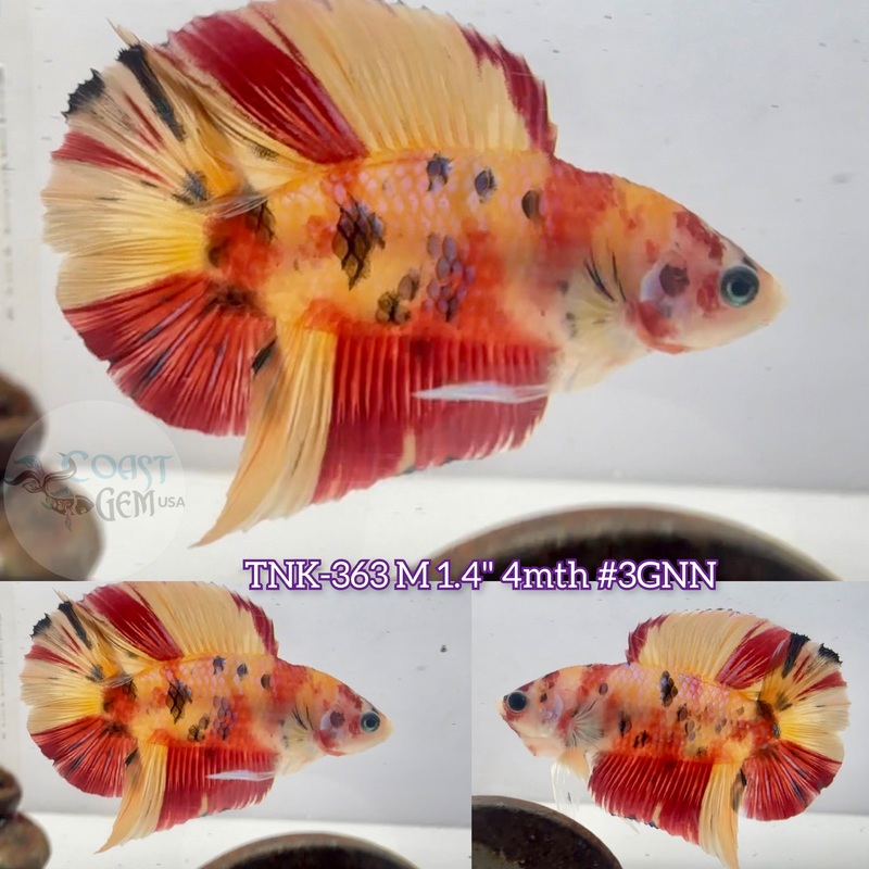 Live Male Betta Nemo Koi Doubletail Plakad (TNK-363) S066 High quality What you see what you get!