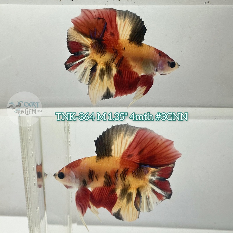Live Male Betta Nemo Koi Doubletail Plakad (TNK-364) S068 High quality What you see what you get!