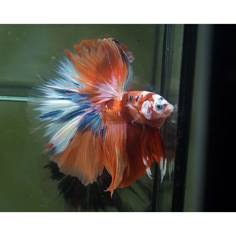 Live Male Betta Orange Nemo Koi Halfmoon (MKP-523) High quality what you see what you get!!