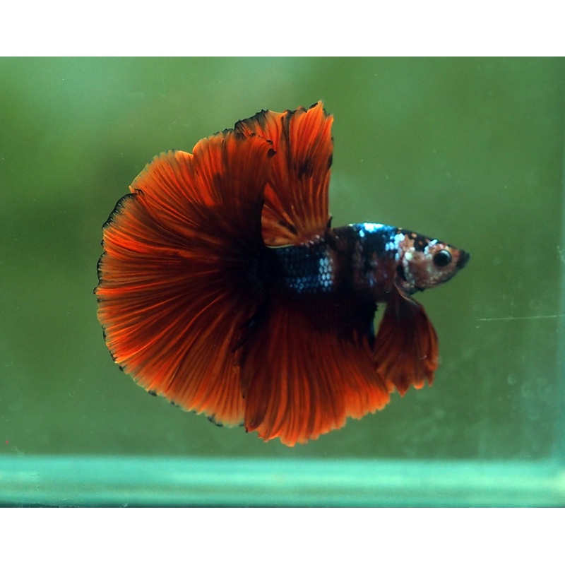 Live Male Betta Red Black Koi Halfmoon (MKP-522) S101 High quality what you see what you get!!