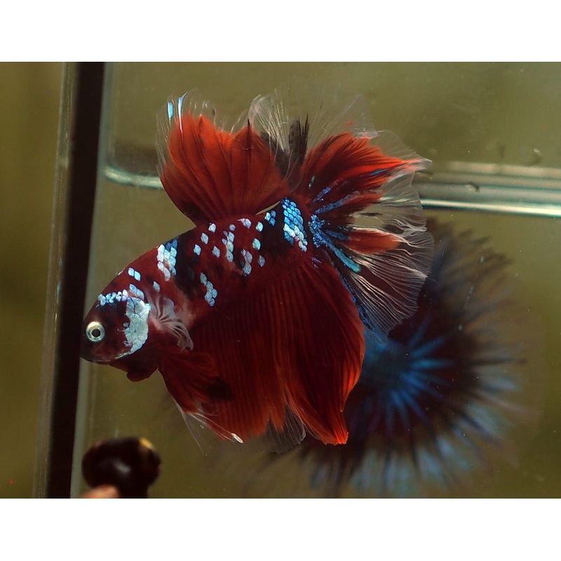 Live Male Betta Red Galaxy Koi Halfmoon (MKP-520) S104 High quality what you see what you get!!