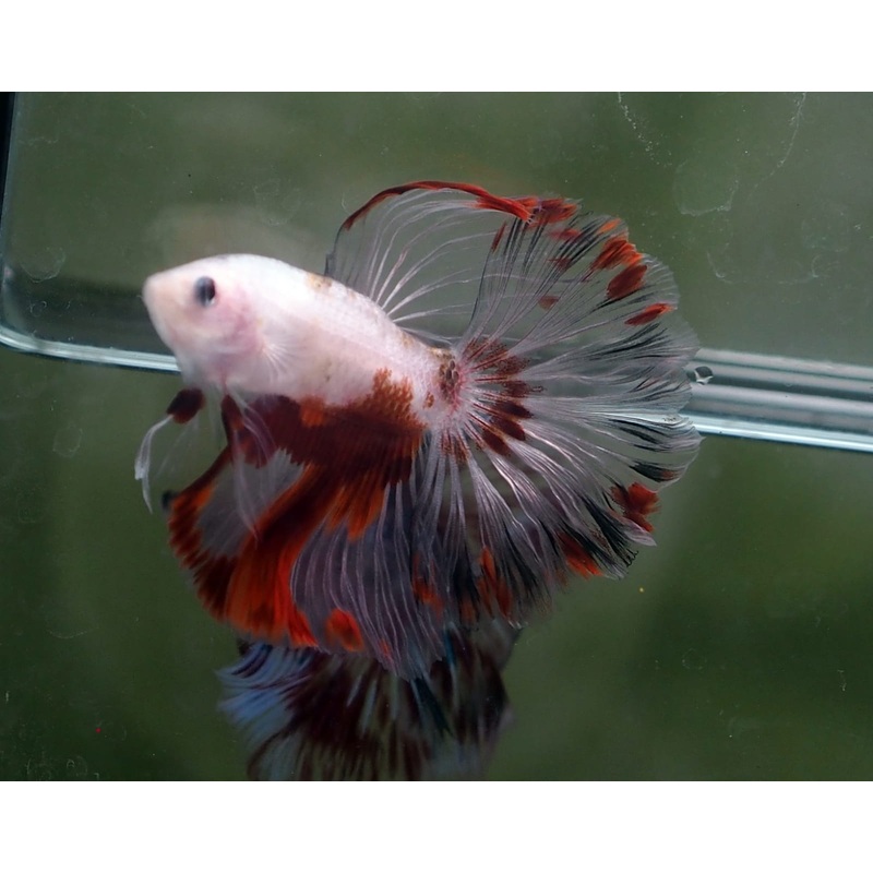 Live Male Betta Red Koi Halfmoon (MKP-519) S103High quality what you see what you get!!