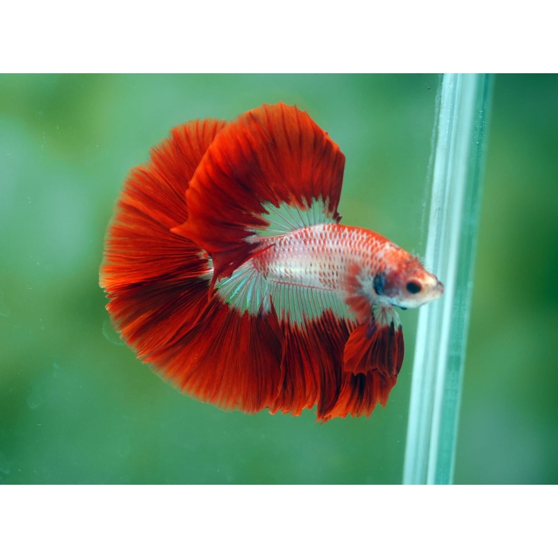 Live Male Betta Red Koi Pattern Halfmoon (MKP-517) High quality what you see what you get!!