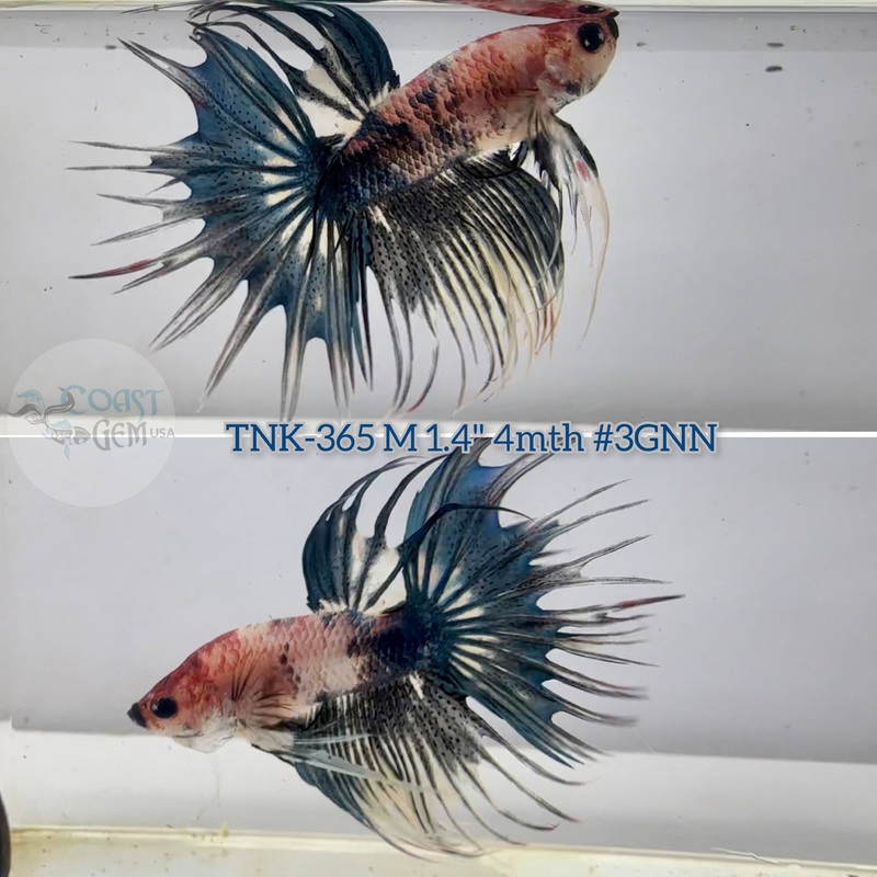 Live Male Betta Steel blue Fancy koi Crowntail (TNK-365)  S112 High quality What you see what you get!