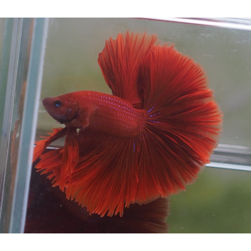 Live Male Betta Super Red Solid color OverHalfmoon (MKP-526) High quality what you see what you get!!