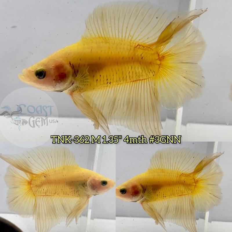 Live Male Betta Super Yellow Solid color Doubletail Plakad (TNK-362) S057 High quality What you see what you get!