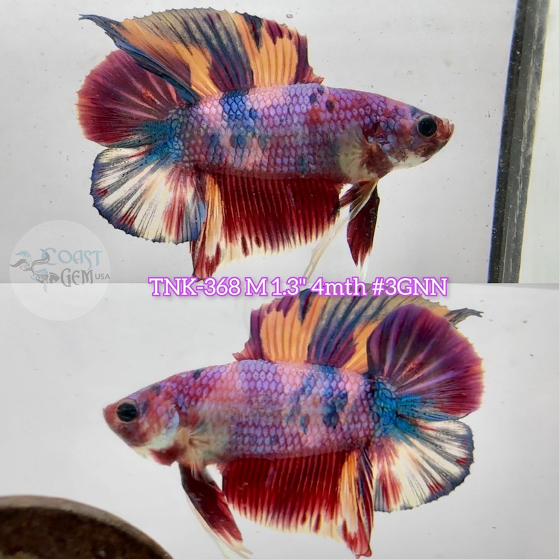 Live Male Betta Sweet Candy Multi-colors Doubletail Plakad (TNK-368) S124 High quality What you see what you get!