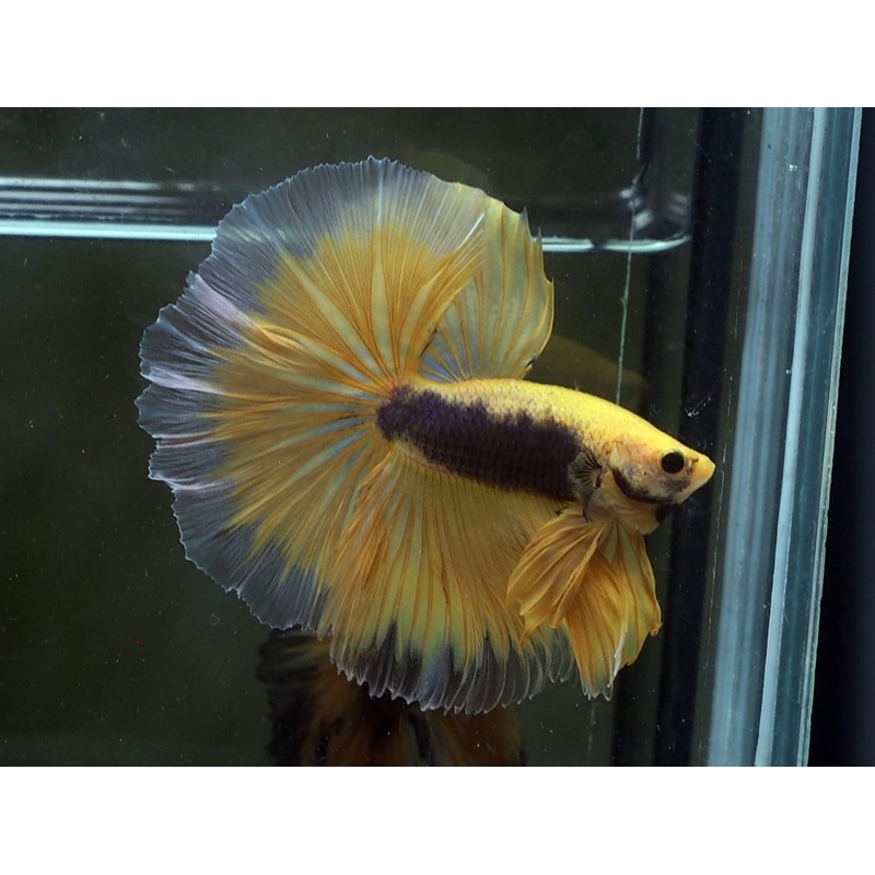 Live Male Betta Yellow Black Fancy OverHalfmoon (MKP-504) High quality what you see what you get!!