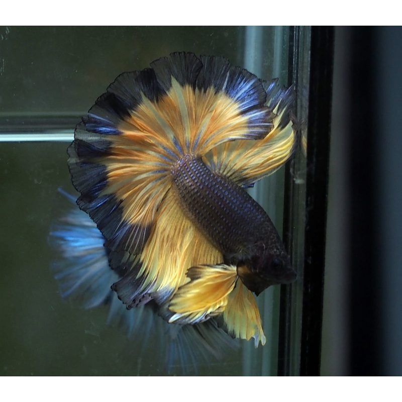Live Male Betta Yellow Black mustard OverHalfmoon (MKP-502) S177 High quality what you see what you get!!