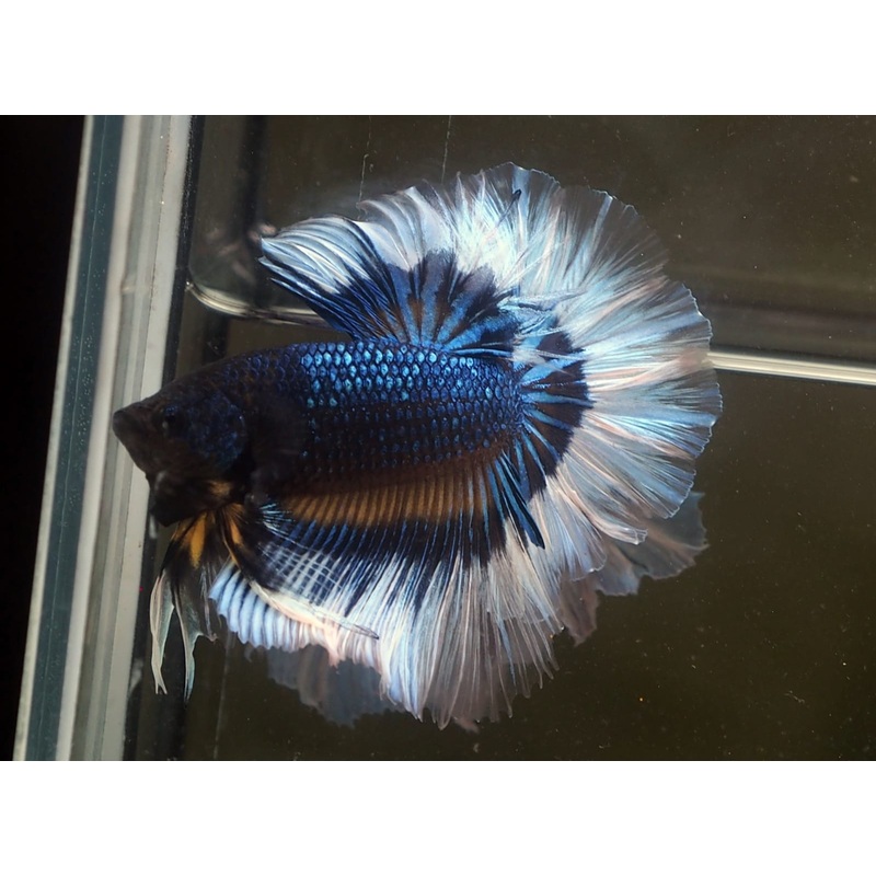 Live Male Betta Yellow Black mustard OverHalfmoon (MKP-503) S180 High quality what you see what you get!!