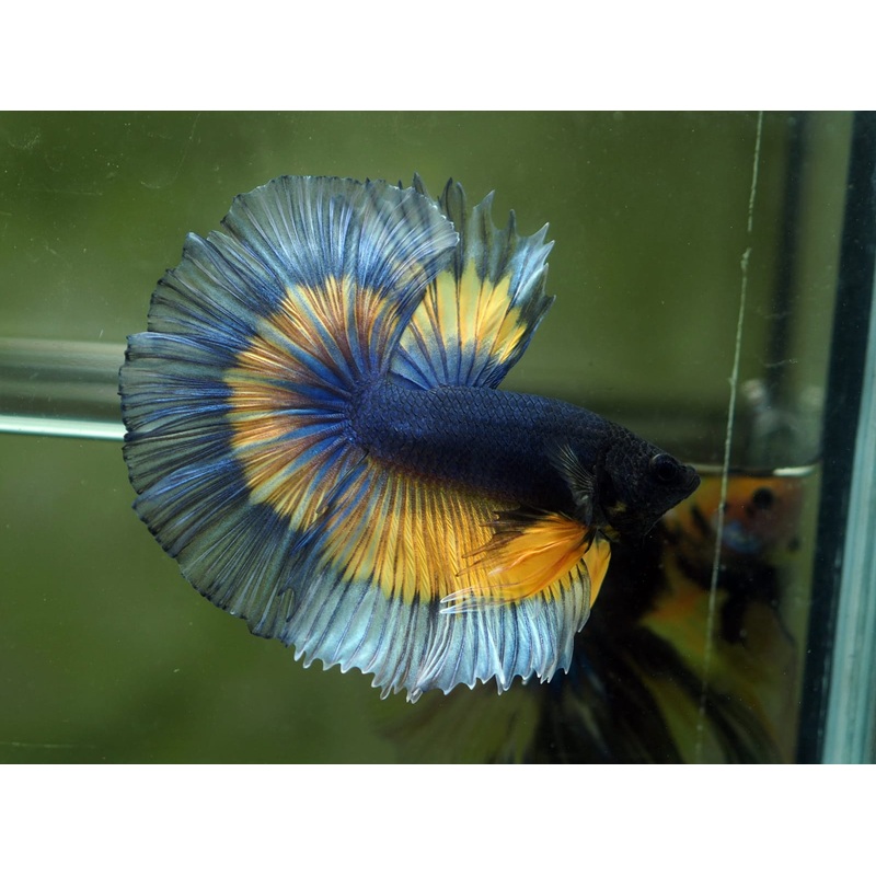 Live Male Betta Yellow blue Mustard Gas OverHalfmoon Rosetail (MKP-514) S252 High quality what you see what you get!!