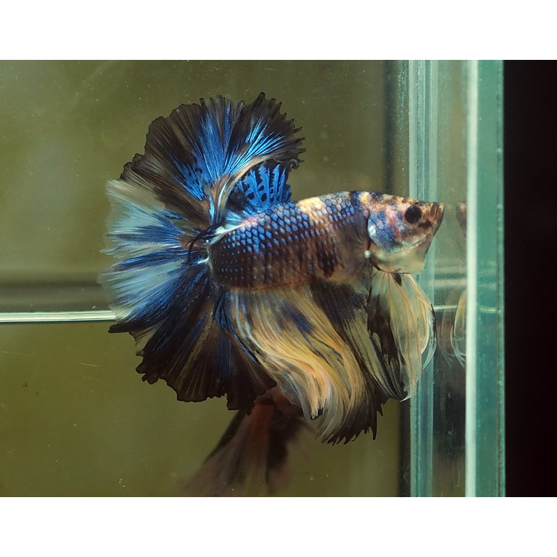 Live Male Betta Yellow Galaxy Koi Halfmoon (MKP-524) S102 High quality what you see what you get!!