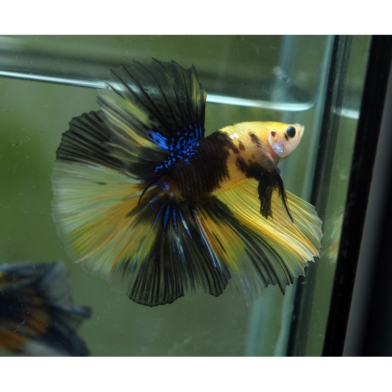 Live Male Betta Yellow Koi Halfmoon (MKP-515) High quality what you see what you get!!