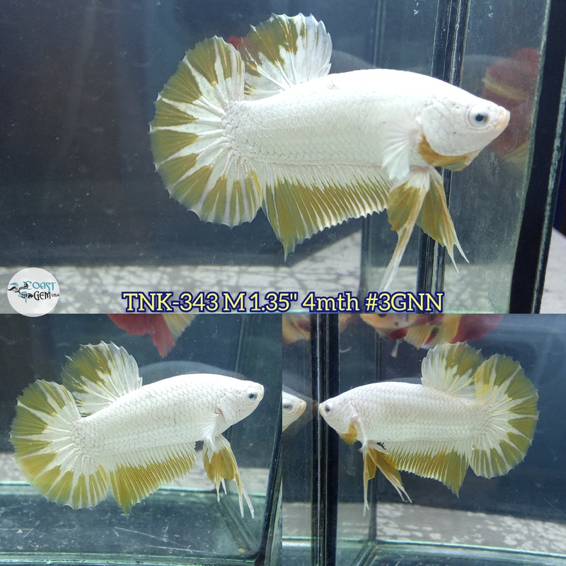 Live Male Betta Yellow Snow Dragon Plakad (TNK-343) S142 High quality what you see what you get!!