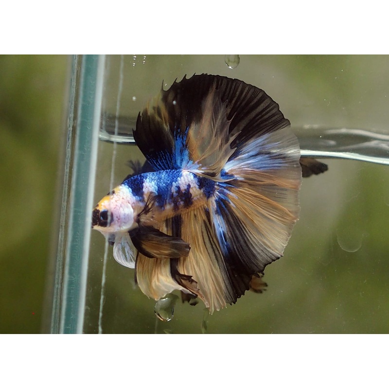 Live Male Betta Yellow Tiger Koi OverHalfmoon (MKP-528) S107 High quality what you see what you get!!
