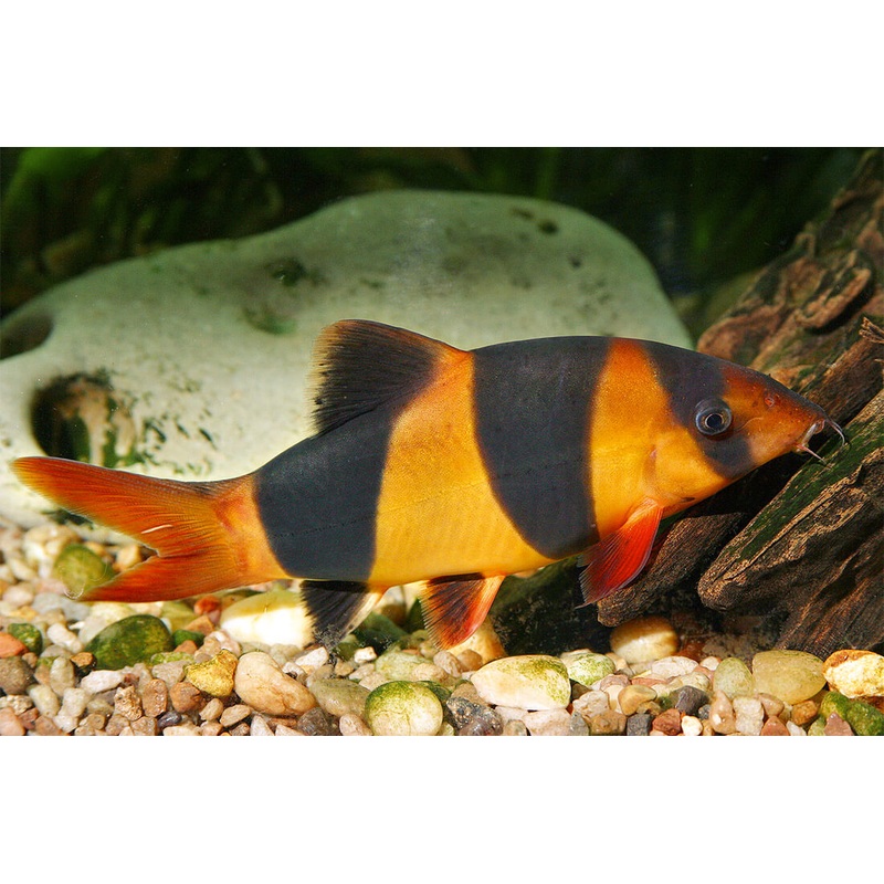 Live Tropical Fish Clown Loach (Chromobotia macracanthus) 2.50 inch