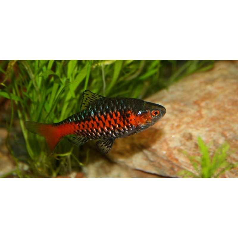 Live Tropical Freshwater Odessa Barb (Pethia padamya) R13B01