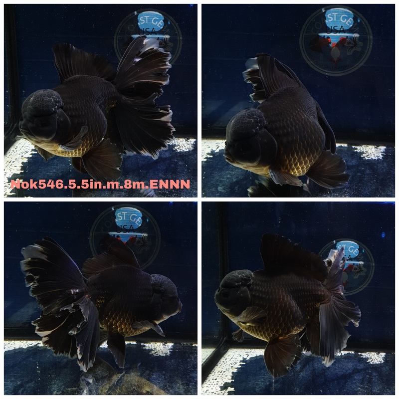 (NOK-546) Thai Jumbo Black Orchid Tail Oranda 5.50 inch Body Male 8 Months Age