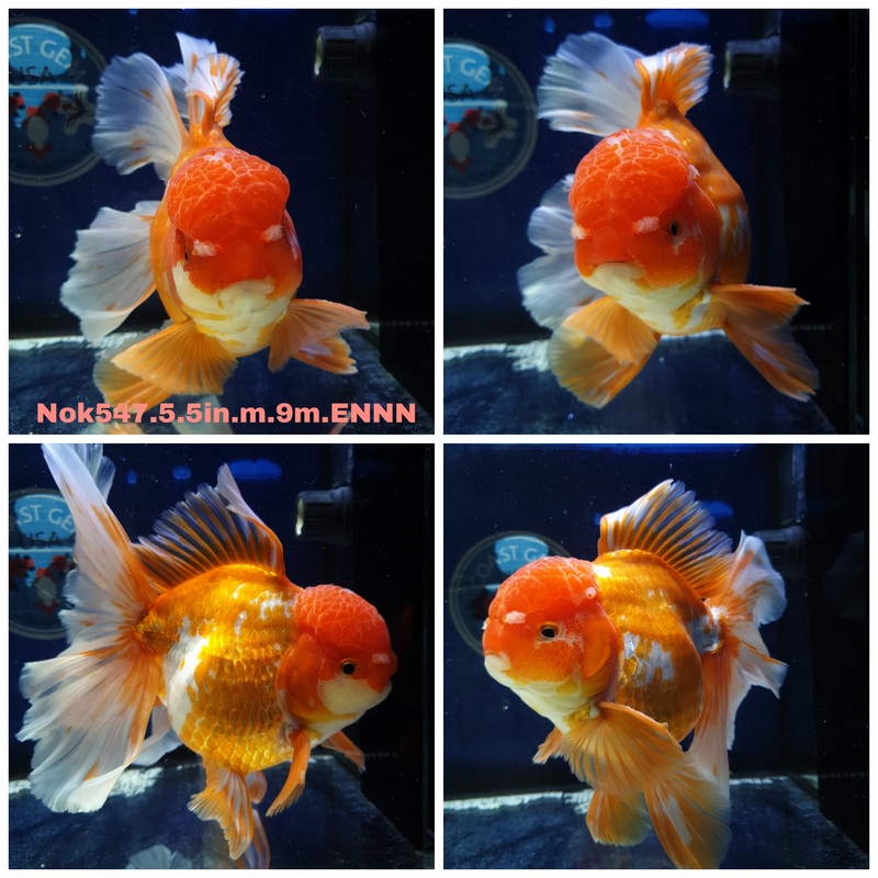 (NOK-547) Thai Jumbo Red/White Orchid Tail Oranda 5.50 inch Body Male 9 Months Age