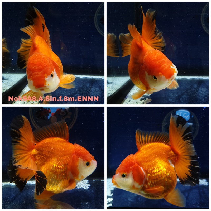 (NOK-548) Thai Jumbo Red/White Orchid Tail Oranda 4.50 inch Body Female 8 Months Age