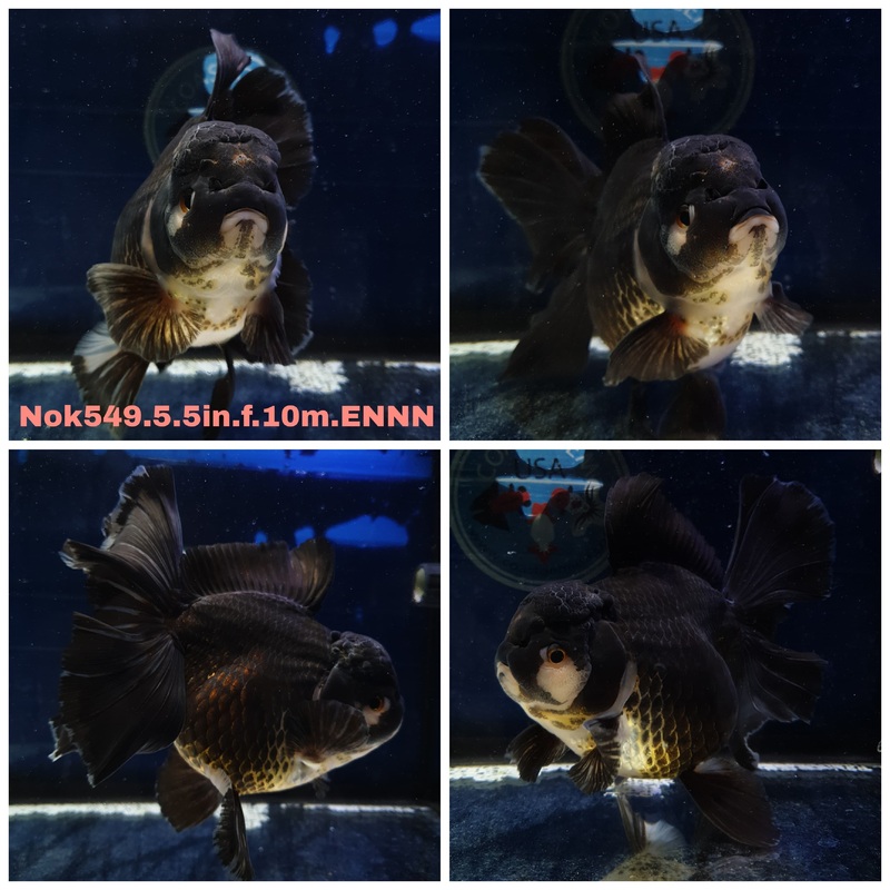 (NOK-549) Thai Jumbo Panda Orchid Tail Oranda 5.50 inch Body Female 10 Months Age