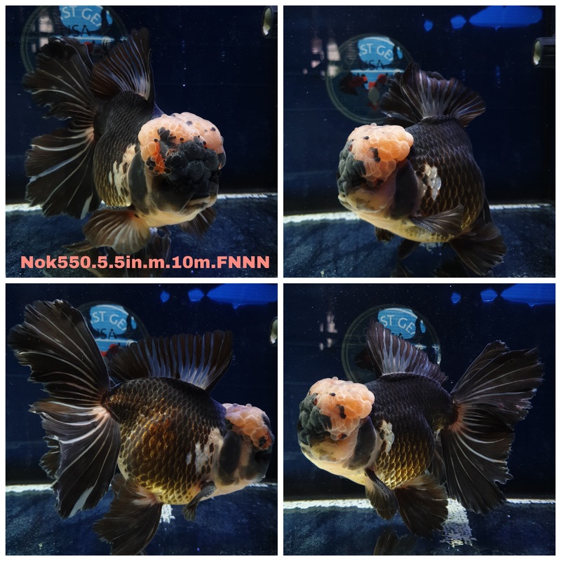 (NOK-550) Thai Jumbo Tri Color Orchid Tail Oranda 5.50 inch Body Male 10 Months Age