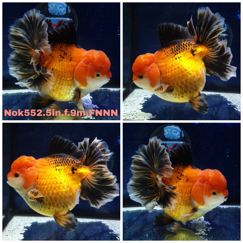 (NOK-552) Thai Jumbo Apache Orchid Tail Oranda 5.00 inch Body Female 9 Months Age