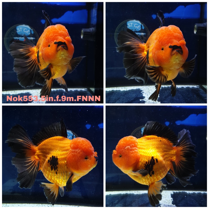 (NOK-553) Thai Jumbo Apache Orchid Tail Oranda 5.00 inch Body Female 9 Months Age