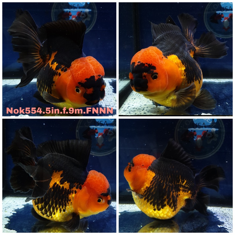 (NOK-554) Thai Jumbo Apache Orchid Tail Oranda 5.00 inch Body Female 9 Months Age